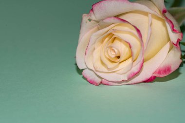 Güzel tek gül çiçeği, yakın görüş, yaz konsepti.