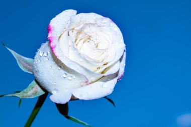 Güzel tek gül çiçeği, yakın görüş, yaz konsepti.