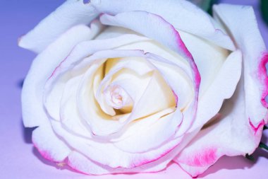 Güzel tek gül çiçeği, yakın görüş, yaz konsepti.