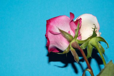 Güzel güller, yakın manzara, yaz konsepti.