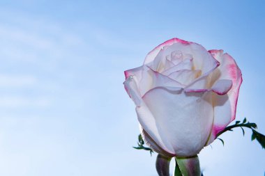 Güzel gül çiçeği mavi gökyüzüne karşı, yakın görüş