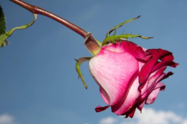Güzel gül çiçeği mavi gökyüzüne karşı, yakın görüş
