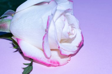 Güzel tek gül çiçeği, yakın görüş, yaz konsepti.