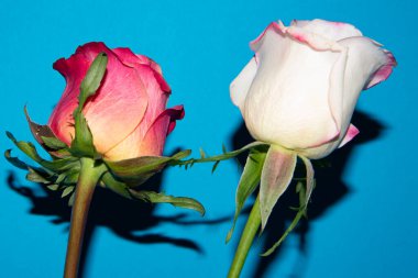 Güzel güller, yakın manzara, yaz konsepti.