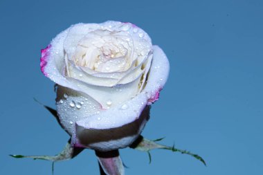 Güzel tek gül çiçeği, yakın görüş, yaz konsepti.