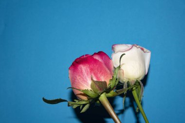 Güzel güller, yakın manzara, yaz konsepti.