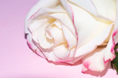 Güzel tek gül çiçeği, yakın görüş, yaz konsepti.