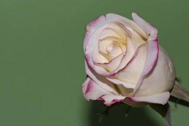 Güzel tek gül çiçeği, yakın görüş, yaz konsepti.