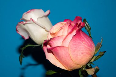 Güzel güller, yakın manzara, yaz konsepti.