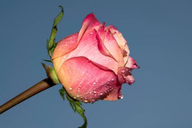 Güzel tek gül çiçeği, yakın görüş, yaz konsepti.