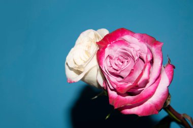 Güzel güller, yakın manzara, yaz konsepti.