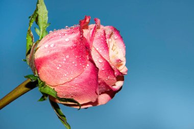 Güzel tek gül çiçeği, yakın görüş, yaz konsepti.