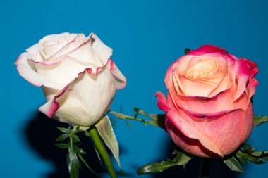 Güzel güller, yakın manzara, yaz konsepti.