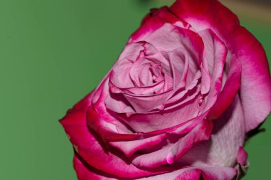 Güzel tek gül çiçeği, yakın görüş, yaz konsepti.