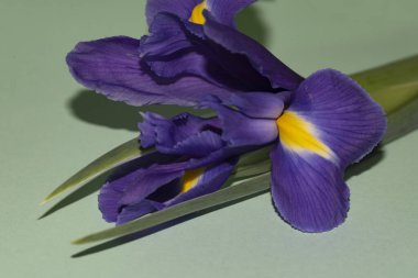 Güzel iris çiçeği, yakın görüş.