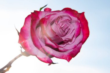 Güzel gül çiçeği mavi gökyüzüne karşı, yakın görüş