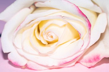 Güzel tek gül çiçeği, yakın görüş, yaz konsepti.