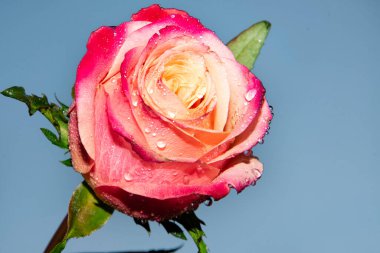 Güzel tek gül çiçeği, yakın görüş, yaz konsepti.