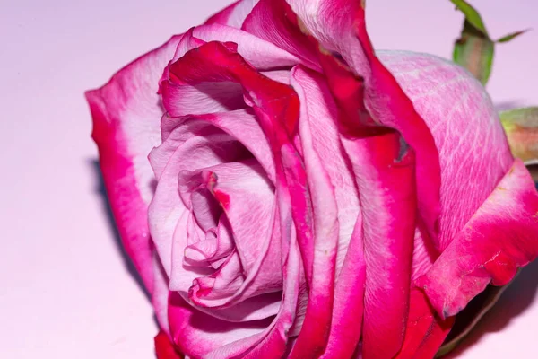 Güzel tek gül çiçeği, yakın görüş, yaz konsepti.