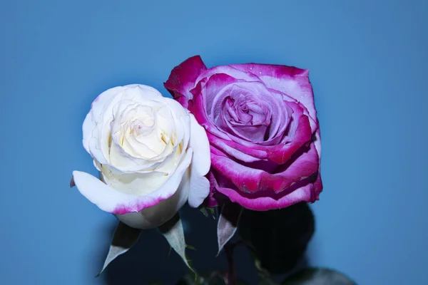 Belle Fleur Roses Vue Rapprochée Concept Été — Photo