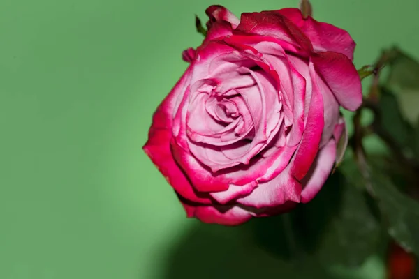 Krásná Jednokvětá Růže Zblízka Pohled Letní Koncept — Stock fotografie