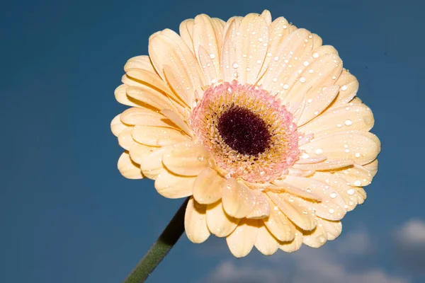Красива Квітка Гербери Фоні Блакитного Неба — стокове фото