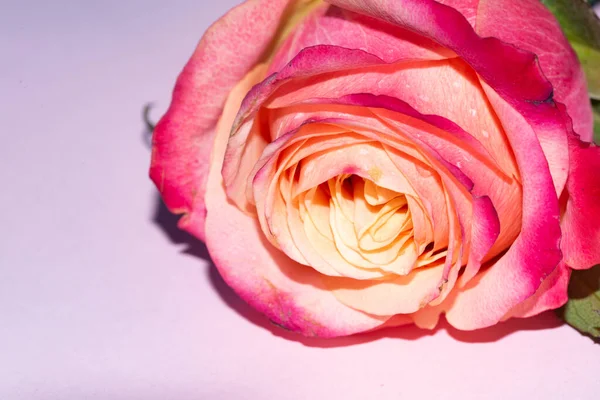 Güzel tek gül çiçeği, yakın görüş, yaz konsepti.