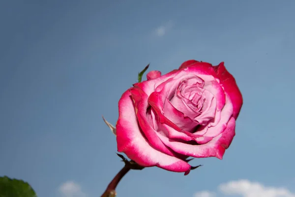 Красивый Цветок Розы Фоне Голубого Неба Крупным Планом — стоковое фото