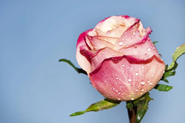 Güzel tek gül çiçeği, yakın görüş, yaz konsepti.