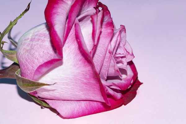 Güzel tek gül çiçeği, yakın görüş, yaz konsepti.