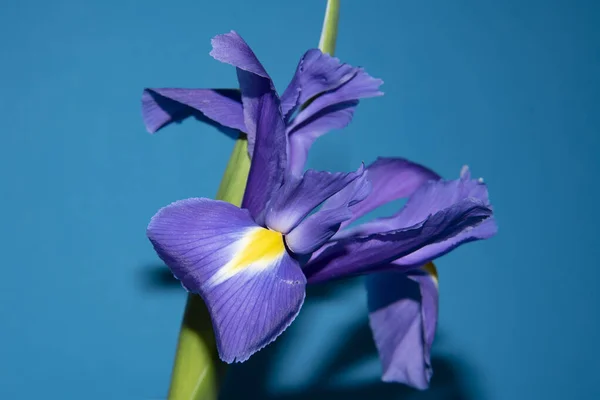Schöne Irisblüte Aus Nächster Nähe — Stockfoto