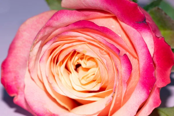 Güzel tek gül çiçeği, yakın görüş, yaz konsepti.