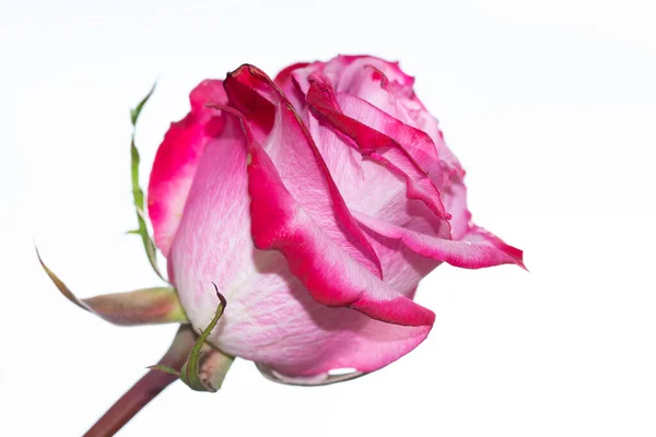 美しい一輪のバラの花を間近で見られる夏のコンセプト — ストック写真