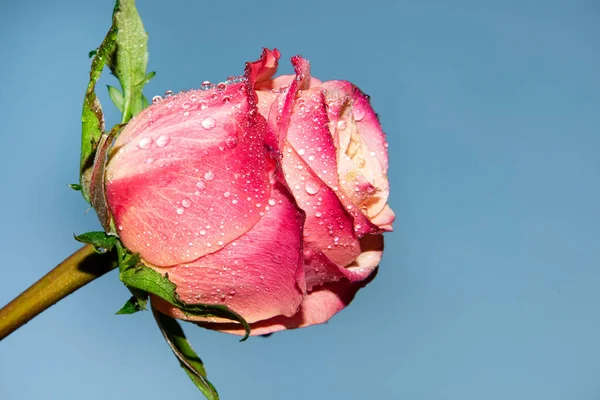 Güzel tek gül çiçeği, yakın görüş, yaz konsepti.