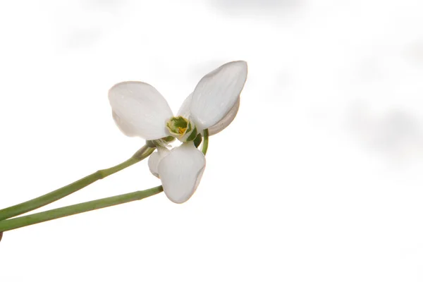 Frühling Weiße Blumen Nahsicht — Stockfoto