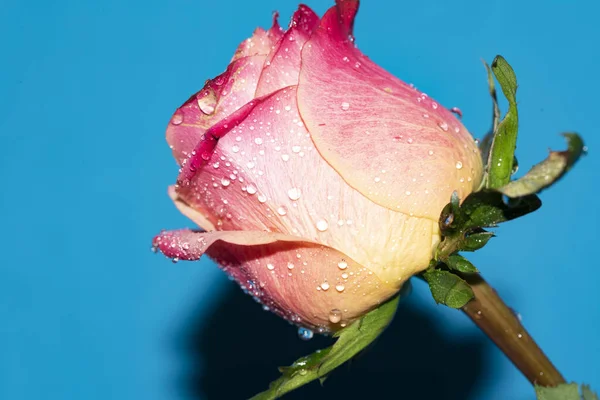 Güzel tek gül çiçeği, yakın görüş, yaz konsepti.