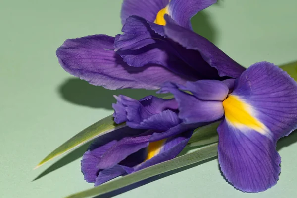 Belle Fleur Iris Vue Rapprochée — Photo