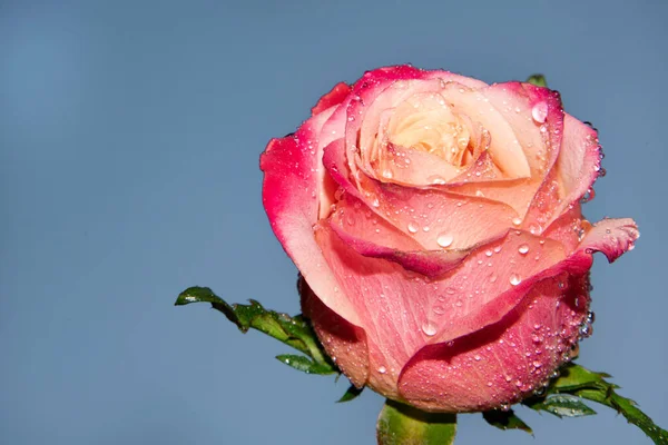 Güzel tek gül çiçeği, yakın görüş, yaz konsepti.