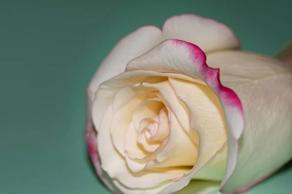 Schöne Einzelne Rosenblüte Nahsicht Sommerkonzept — Stockfoto