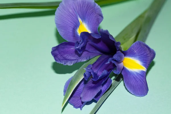 Красива Квітка Ірису Крупним Планом — стокове фото