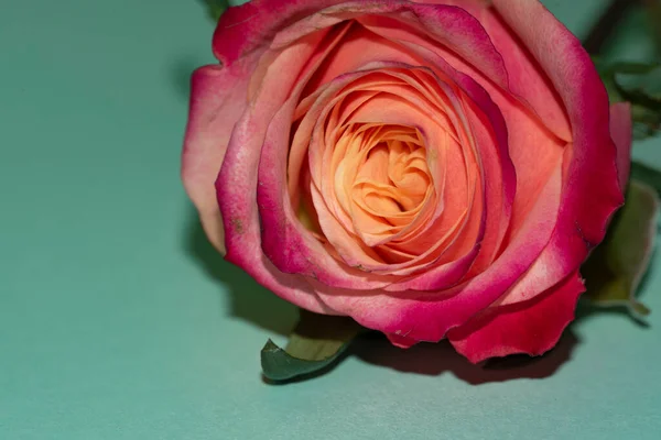 Красивый Одиночный Цветок Розы Крупный План Летняя Концепция — стоковое фото