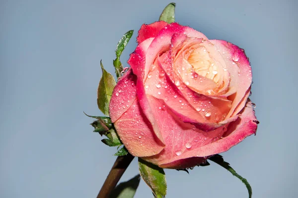 Gyönyörű Rózsa Virág Közelről Nyári Koncepció — Stock Fotó