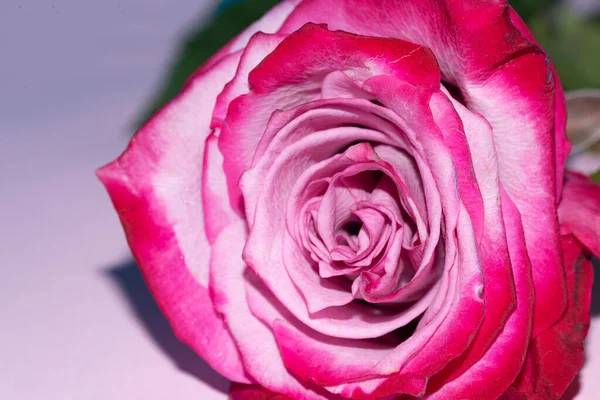 Güzel tek gül çiçeği, yakın görüş, yaz konsepti.