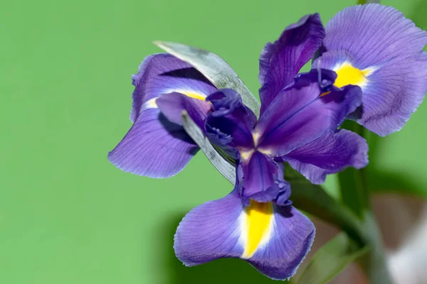Piękny Kwiat Tęczówki Widok Bliska — Zdjęcie stockowe