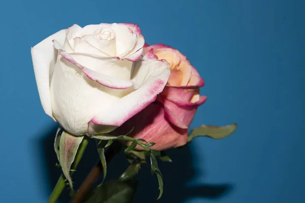 Vackra Rosor Blomma Närbild Sommar Koncept — Stockfoto