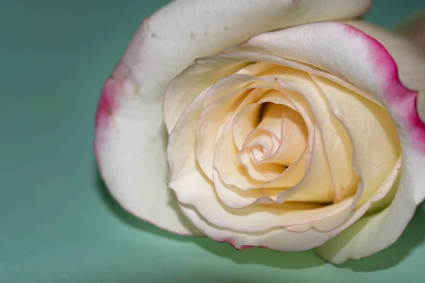 Güzel Tek Gül Çiçeği Yakın Görüş Yaz Konsepti — Stok fotoğraf