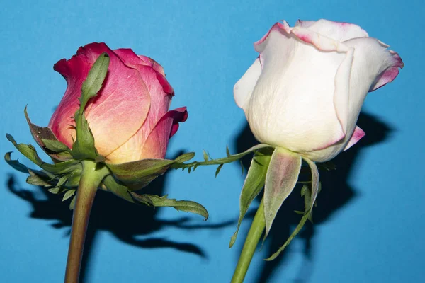 Güzel güller, yakın manzara, yaz konsepti.