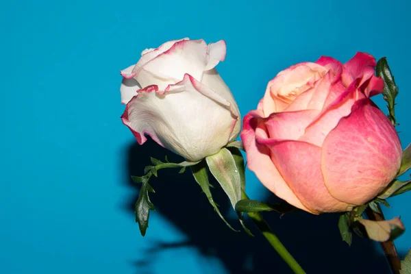 Belle Fleur Roses Vue Rapprochée Concept Été — Photo