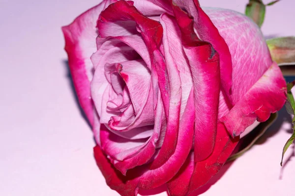 Красивый Одиночный Цветок Розы Крупный План Летняя Концепция — стоковое фото