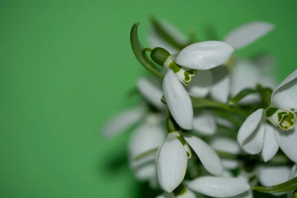 Wiosenne Białe Kwiaty Widok Bliska — Zdjęcie stockowe